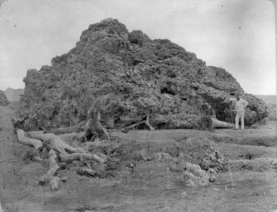 Versteinerte Lava des Krakatoa auf Java, 1885