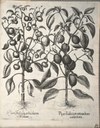 Engraving of a pepper plant IMG