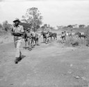 Ministry of Defence, Troops of the King's African Rifles carry supplies on horseback. They are escorted by armed soldiers on watch for Mau Mau terrorists, ca. 1952-1956. Source: Imperial War Museum, War Office Collection, Catalogue number MAU 345, http://www.iwm.org.uk/collections/item/object/205191303, IWM Non Commercial Licence © IWM (MAU 345). 