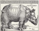 Albrecht Dürer: Rhinocerus. Holzschnitt, 1515. Berlin, Kupferstichkabinett. Quelle: www.zeno.org, http://www.zeno.org/nid/20004001567. Gemeinfrei. 