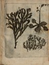 Friderich Martens, Plants IMG