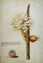 Georg Dionysius Ehret (1708–1770), Cereus grandiflorus, Aquarell, Bildquelle: Universitätsbibliothek Erlangen, Handschriftenabteilung, ( http://www.ub.uni-erlangen.de/sammlungen/handschriften.shtm) 