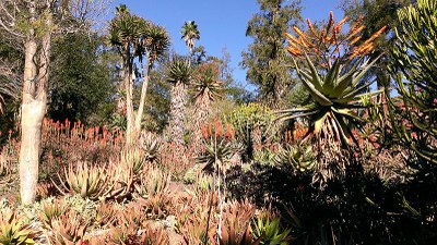 Blühende Wüstenlilie (Aloe Vera) in den Huntington Botanical Gardens